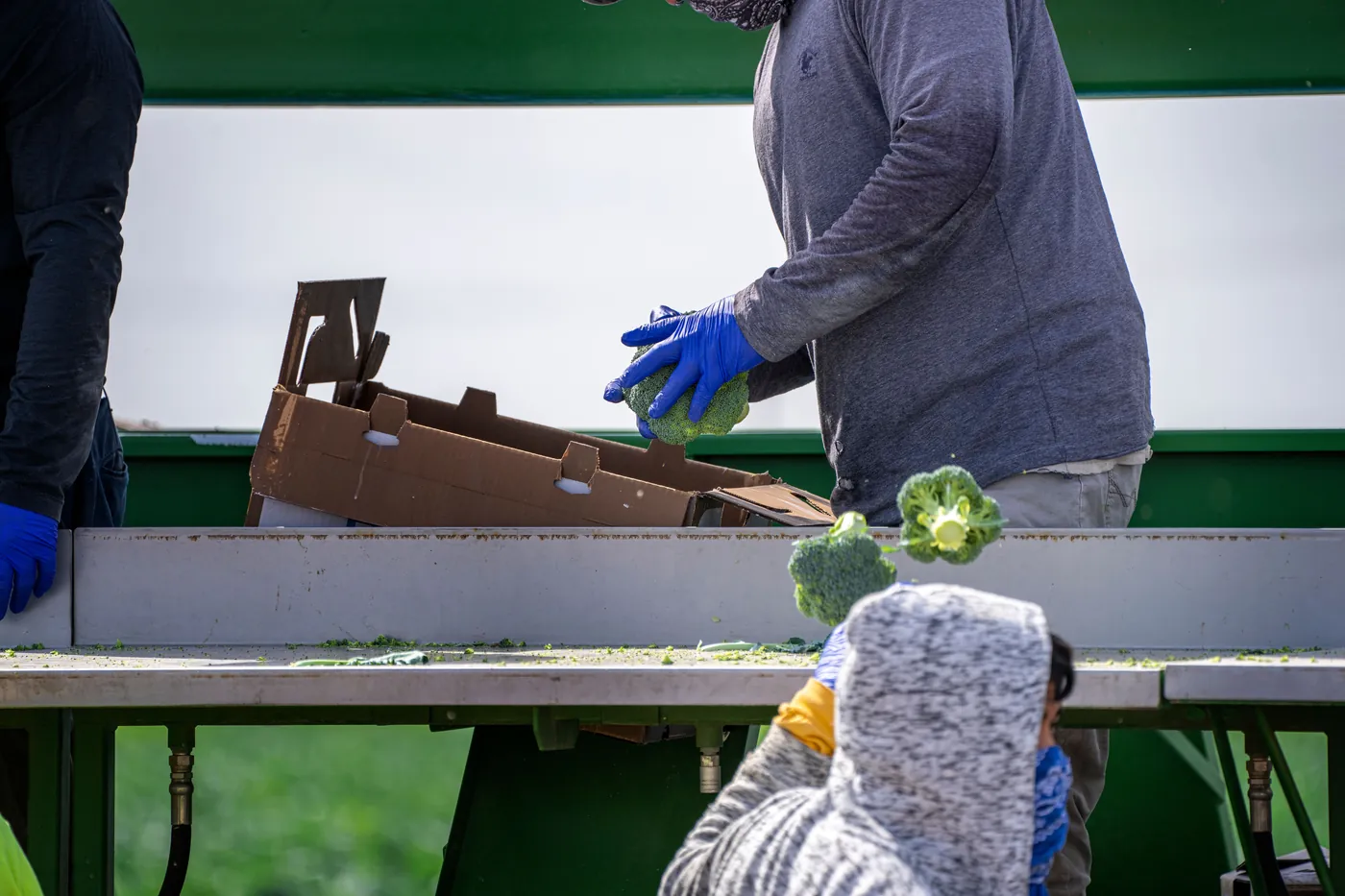 Envasado de producto agrícola fresco para su distribución a supermercados