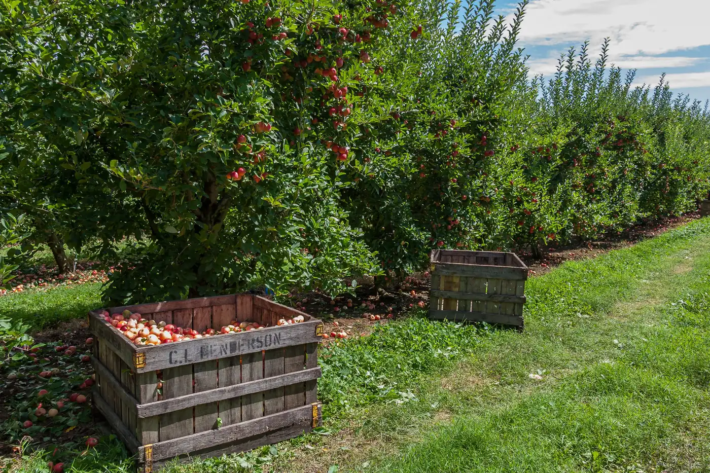 Cajas de manzanas que permiten explicar el pedido mínimo de una distribuidora de alimentación